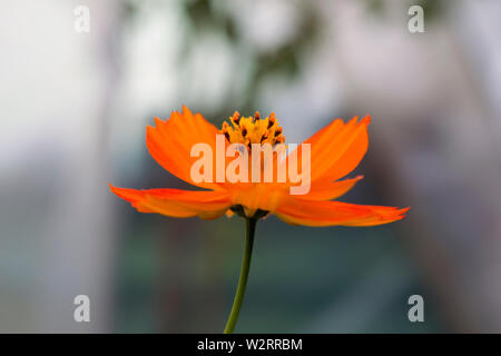 Un bel giardino d'arancio fiore chiamato Cosmos sulfureus. È anche conosciuto come cosmo di zolfo e cosmo giallo. Foto Stock