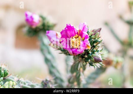 La canna da zucchero Cholla cactus con vividi fiori rosa closeup in Main Loop Trail in Bandelier National Monument in New Mexico a Los Alamos Foto Stock