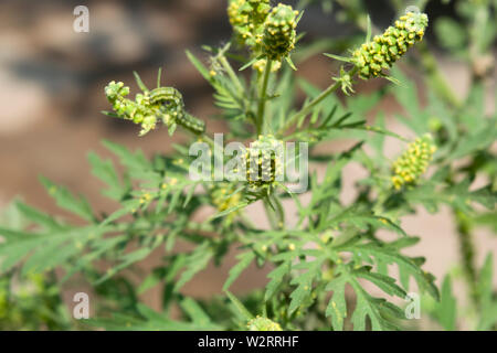 L ambrosia. Il nome del genere viene dal greco ambrosia, il significato di "cibo o bevanda di immortalità". Ambrosia artemisiifolia. è la specie più diffusa. Foto Stock