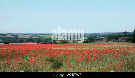 Campo di papavero vicino a Stow on the Wold in Cotswolds Foto Stock