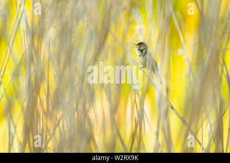 Reed Trillo cantando in canne con sfondo giallo. Foto Stock