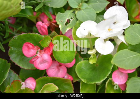 Begonia rosa e bianco lizzy occupato Foto Stock