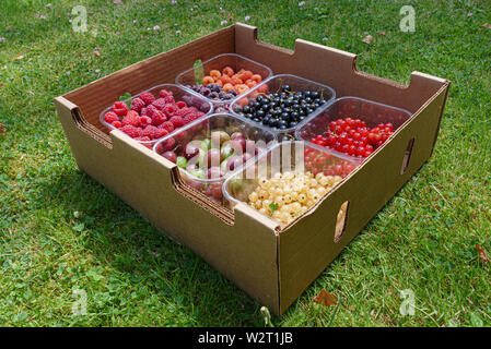 Varie appena raccolto belga bacche organiche in scatole di erba, vista laterale Foto Stock