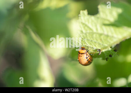 Colorado beetle mangia una patata foglie giovani. Parassiti in agricoltura Foto Stock