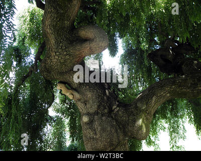 Sophora Japonica 'pendula" tree Foto Stock