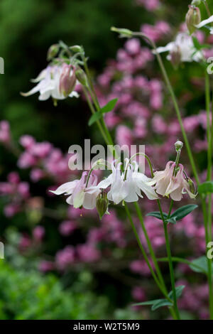 Rosa Aquilegia vulgaris fiori chiamato aquilegia alpina nel giardino cottage Foto Stock