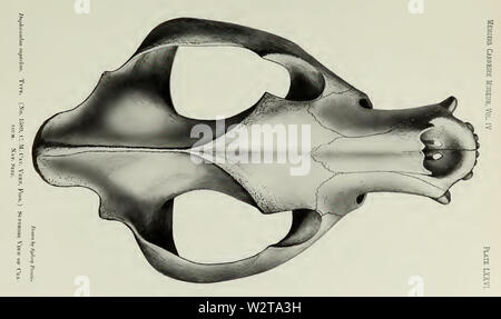 Descrizione del nuovo carnivori da Miocene di western Nebraska (1910) Piastra LXXVI Foto Stock