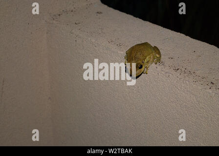 Verde Giallo wild frog è seduto fuori camera in hotel in tarda serata a Cuba, area di Varadero. Foto Stock