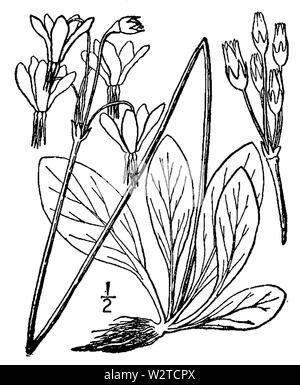 Fig. 0717. Dodecatheon meadia dalla seconda edizione di una flora illustrata del Nord degli Stati Uniti, il Canada e i possedimenti britannici (New York, 1913)