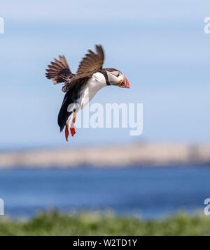 Puffin (Fratercula arcticula) Foto Stock