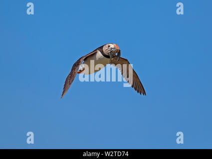 Puffin (Fratercula arcticula) Foto Stock