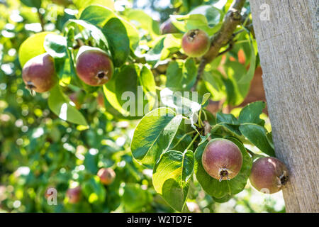 Pyrus communis "Beurre Hardy " Spalliera dessert pera mela cotogna varietà in giugno la molla la crescita REGNO UNITO Foto Stock