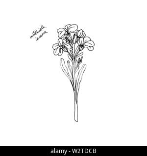 Mano trafilato Matthiola fiore. design floreale elemento isolato su sfondo bianco. stock illustrazione vettoriale. Illustrazione Vettoriale