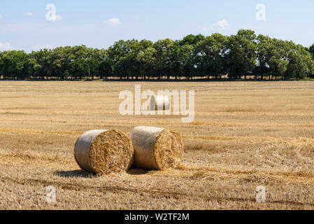 La raccolta di frumento. Balle di paglia sul campo. Caldo giorno d'estate. Rurali paesaggio agro Foto Stock