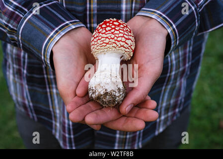 Rosso di funghi velenosi amanita muscaria () nelle mani di un ragazzo. La bellezza di Natura Foto Stock