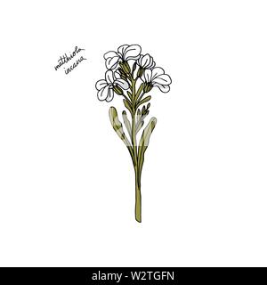 Mano trafilato Matthiola fiore. design floreale elemento isolato su sfondo bianco. stock illustrazione vettoriale. Illustrazione Vettoriale