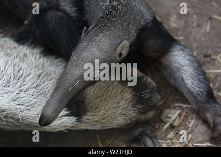 Madrid, Spagna. 10 Luglio, 2019. Un bambino anteater gigante è visto con sua madre a Madrid zoo.Un bambino gigante (anteater Myrmecophaga tridactyla) è nato giugno 2019, dopo 190 giorni di gestazione del peso di circa 1,6 kg e misura circa 0, 50 metri. Anteater gigante, noto anche come la formica orso, è una delle quattro specie viventi di formichieri e viene elencato come specie vulnerabili. Credito: John Milner/SOPA Immagini/ZUMA filo/Alamy Live News Foto Stock