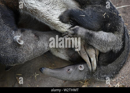 Madrid, Spagna. 10 Luglio, 2019. Un bambino anteater gigante è visto giocare con la madre a Madrid zoo.Un bambino gigante (anteater Myrmecophaga tridactyla) è nato giugno 2019, dopo 190 giorni di gestazione del peso di circa 1,6 kg e misura circa 0, 50 metri. Anteater gigante, noto anche come la formica orso, è una delle quattro specie viventi di formichieri e viene elencato come specie vulnerabili. Credito: John Milner/SOPA Immagini/ZUMA filo/Alamy Live News Foto Stock