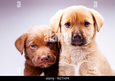 Due adorabili cuccioli su sfondo bianco, animali domestici Foto Stock