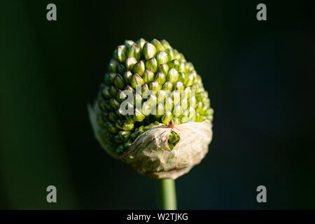 Il fiore emergenti testa di un round-guidato l'aglio (allium sphaerocephalon) Foto Stock