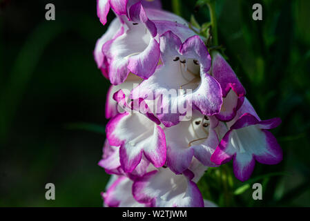 I fiori di un penstemon 'Pensham Laura" Foto Stock