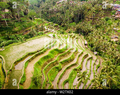 Vista drone di riso Tegalalang terrazza a Bali, Indonesia, con palme e percorsi per touristr a camminare in piantagioni Foto Stock