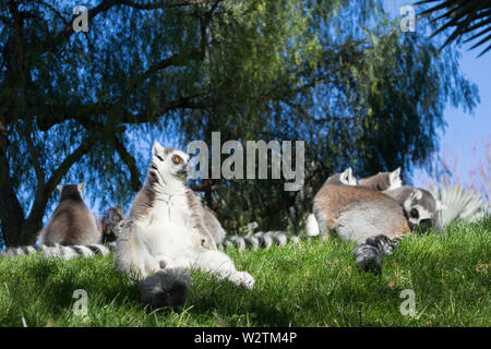 Famiglia di lemuri a prendere il sole sul prato. L'anello tailed lemur, lemuri catta, è un grande primate strepsirrhine e più riconosciuti lemur a causa di Foto Stock