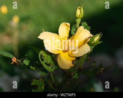 Rosa gialla impianto che è stato mangiato da coleotteri giapponese Foto Stock