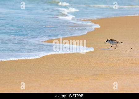 Sandpiper caccia per il cibo nella sabbia lungo la costa della Florida a Playalinda Beach, Canaveral National Seashore. Foto Stock