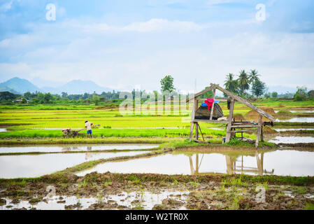 Coltivatore Aratro lavoro terreno coltivato a piedi il trattore sul campo di riso preparata per la coltivazione agricola asian / campo di riso piantagione nella stagione delle piogge Foto Stock