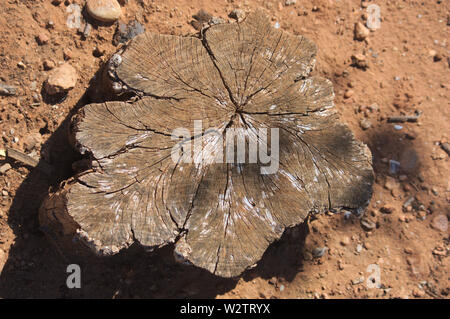 Il moncone di un vecchio arancio che è stato abbattuto anni fa e in cui gli anelli formati da corteccia sono ancora visti ogni anno Foto Stock