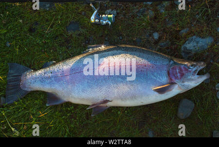 Massiccio 22 lb della trota arcobaleno, catturati in canali Twizel, Isola del Sud, Nuova Zelanda Foto Stock