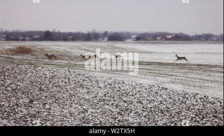 Allevamento di cervi eseguiti sul campo e nebbioso ricoperta di neve al mattino Foto Stock