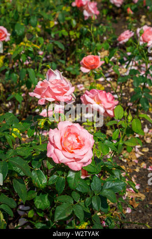 Rosa tea ibrida rosa ad arbusto "Bella Signora" in fiore in estate in Mrs Greville's Garden, Polesden Lacey, grande Bookham, Surrey Foto Stock