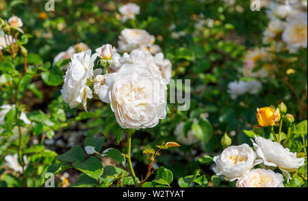 David Austin rose " Emily Bronte' (Ausearnshaw), bianco diventare morbido rosa in fiore in estate in Mrs Greville's Garden, Polesden Lacey, Surrey, Regno Unito Foto Stock