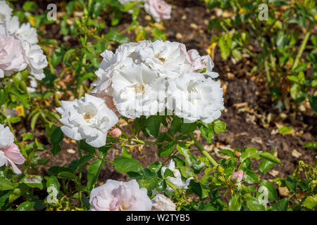 Bianco al rosa tenue semi-doppio floribunda rosa ad arbusto 'Mqualsiasi felici ritorni' (Harwanted) in estate, Onorevole Greville's Garden, Polesden Lacey, Surrey Foto Stock