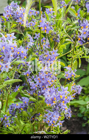 Solanum crispum 'Glasnevin' patata cilena di albero in piena fioritura. Un semi-evergreen clmber che ha viola-blu di fiori da inizio estate di autunno Foto Stock