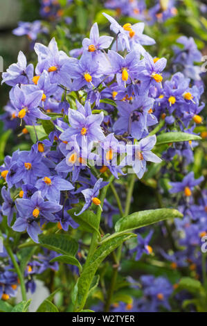 Solanum crispum 'Glasnevin' patata cilena di albero in piena fioritura. Un semi-evergreen clmber che ha viola-blu di fiori da inizio estate di autunno Foto Stock