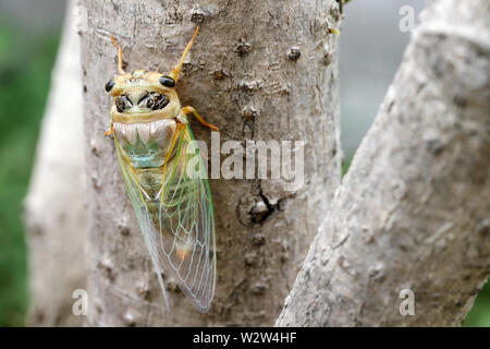 Immagine macro di una cicala di recente processo di muta Foto Stock