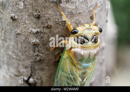 Immagine macro di una cicala di recente processo di muta Foto Stock