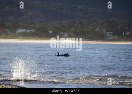 Navigare off punto Bellambi Australia Foto Stock