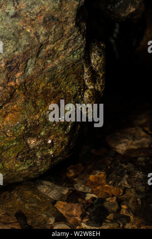 Hong Kong rana a cascata (Amolops hongkongensis) da Hong Kong, Hong Kong. Foto Stock