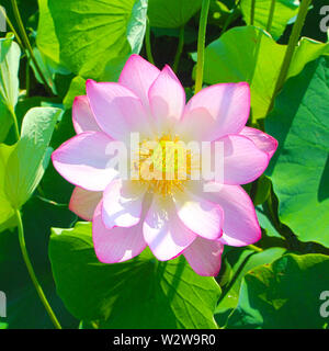 Lotus parco a tema a Haman, Gyeongnam, Corea del Sud, Asia Foto Stock