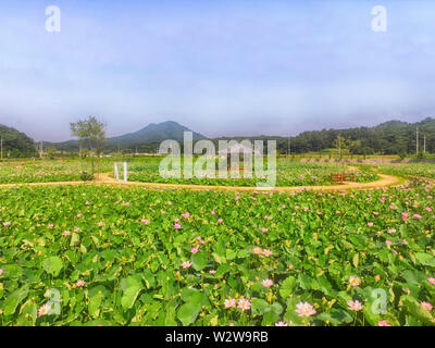 Lotus parco a tema a Haman, Gyeongnam, Corea del Sud, Asia Foto Stock