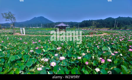 Lotus parco a tema a Haman, Gyeongnam, Corea del Sud, Asia Foto Stock