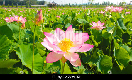 Lotus parco a tema a Haman, Gyeongnam, Corea del Sud, Asia Foto Stock