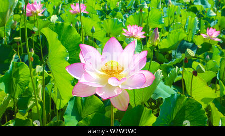 Lotus parco a tema a Haman, Gyeongnam, Corea del Sud, Asia Foto Stock