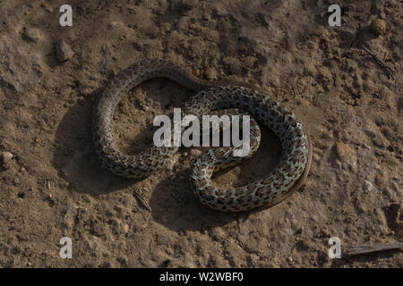 Est a becco giallo Racer (Coluber constrictor flaviventris) da Otero County, Colorado, Stati Uniti d'America. Foto Stock