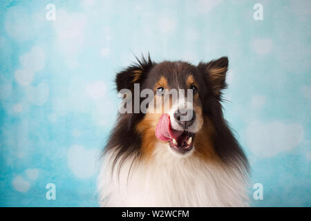 Piuttosto di razza Shetland sheepdog rendendo funny faces in studio su un blu e bianco sullo sfondo di cuore Foto Stock