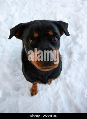 Rottweiler seduta nella neve in inverno cercando Foto Stock